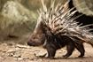 Picture of PORCUPINE  ADVENTURE CAMP - Ages 8-11