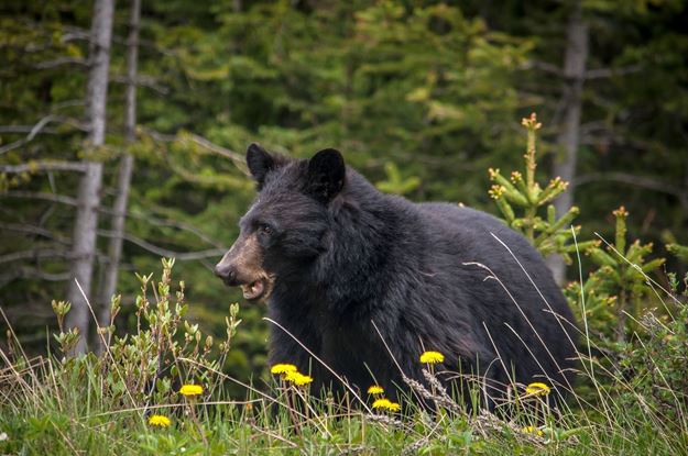 Picture of BLACKBEAR  ADVENTURE CAMP - Ages 8-11