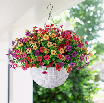 Picture of Flower Drive - Hanging Basket
