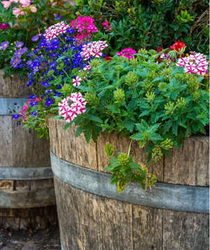 Picture of Flower Drive - Medium Barrel